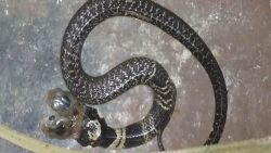 CNNE 744011 - serpiente de dos cabezas causa revuelo en india