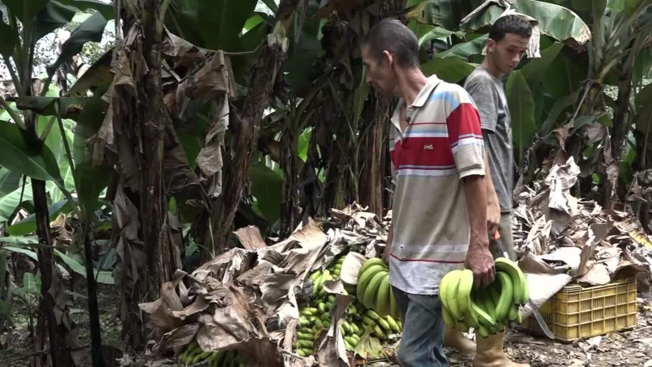 CNNE 744062 - ¿como impacta la crisis a los campesinos venezolanos?