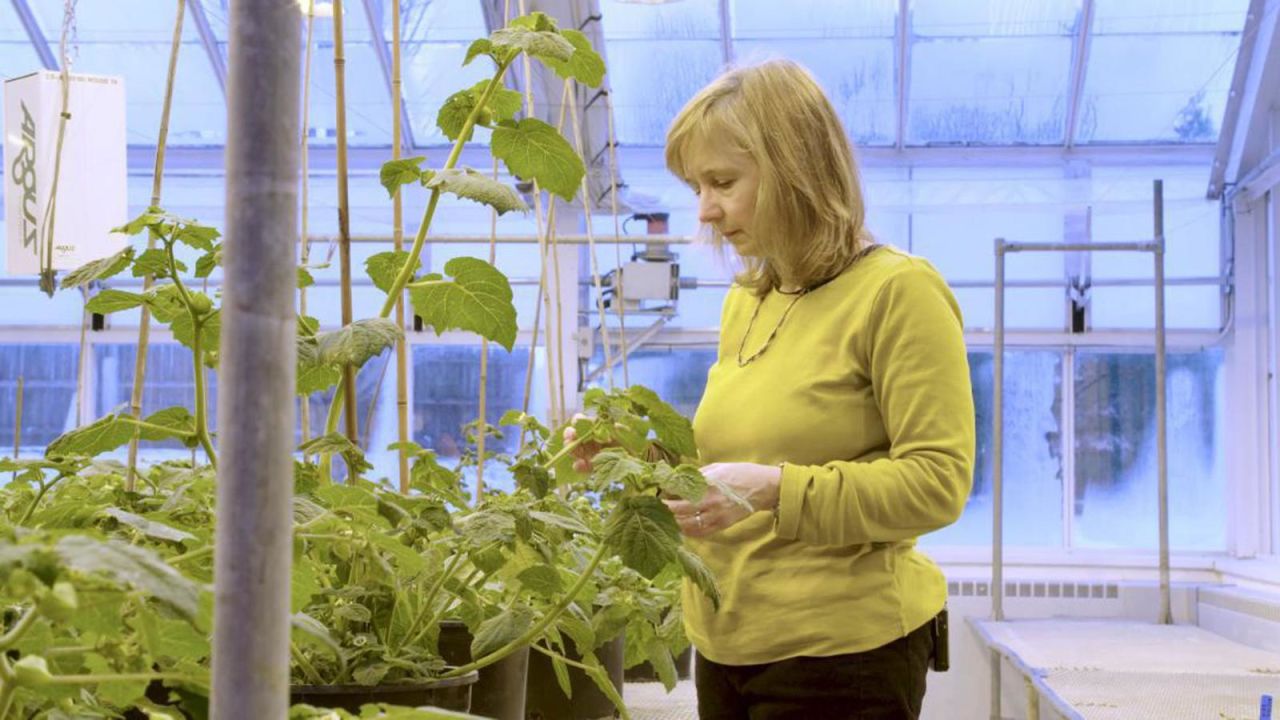 CNNE 744837 - editan adn de plantas para adaptarlas al cambio climatico