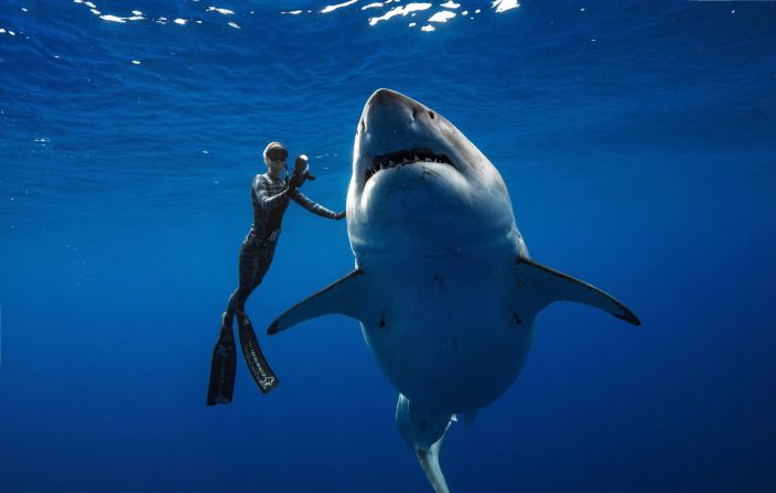 15 de enero: La buzo Ocean Ramsey nada junto a un gran tiburón blanco cerca de la isla hawaiana de Oahu. Se creía que el tiburón era Deep Blue, un tiburón hembra de 6 metros de largo que Ramsey había estudiado años atrás en México. Se cree que es uno de los grandes blancos más grandes del planeta. Ramsey dijo que su equipo había estado monitoreando la alimentación de los tiburones tigre cuando Deep Blue hizo su aparición sorpresa. Los buzos "pasaron todo el día con ella hasta que se puso el sol", escribió Ramsey.