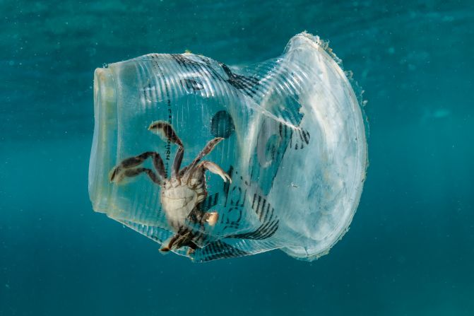 7 de marzo: un cangrejo queda atrapado dentro de un vaso de plástico desechado cerca de la ciudad de Batangas, Filipinas.