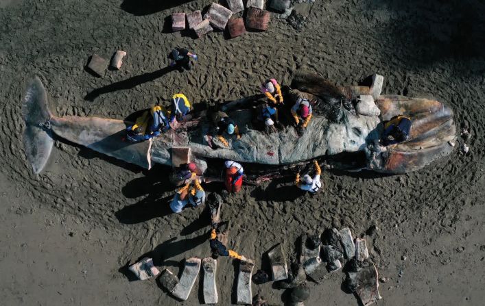 23 de abril: Un grupo de científicos realizan una necropsia en una ballena gris varada en la localidad de Tiburon, California. Durante un mes, siete ballenas habían aparecido en las costas de la Bahía de San Francisco y a lo largo de la costa. Se determinó que cuatro murieron por desnutrición y tres fueron golpeadas por barcos.