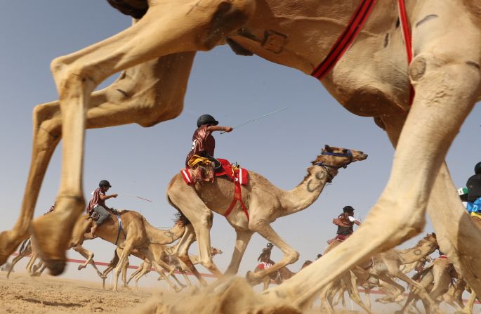 Jinetes montan camellos durante una carrera en Al Ain, Emiratos Árabes Unidos, el 2 de febrero.