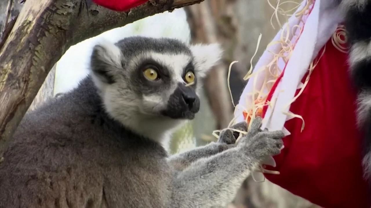 CNNE 746911 - la navidad llego al zoologico de londres