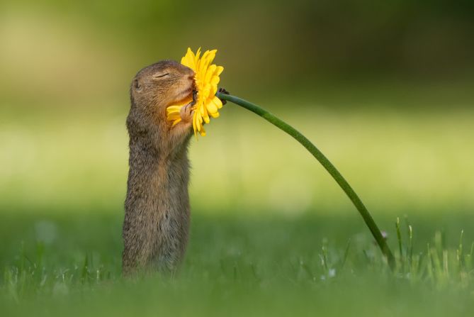 5 de junio: Una marmota frota con su nariz un girasol en Viena, Austria.