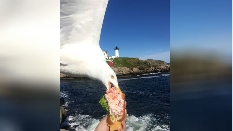 7 de junio: Una gaviota baja en picada y roba el rollo de langosta de Alicia Jessop en York, Maine. “Es por esto que no podemos tener cosas buenas”, tuiteó la profesora de derecho deportivo. “Estaba tratando de tomar una foto del rollo de langosta que ordené en Maine y, bueno, esto sucedió”.