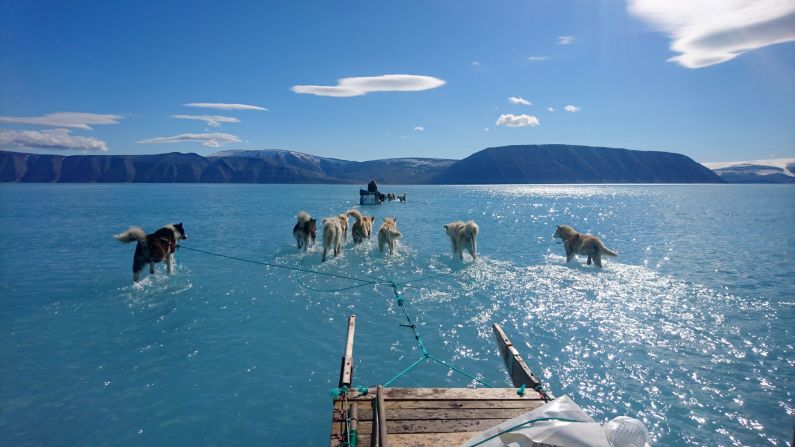 13 de junio: Perros de trineo caminan en medio del agua que se ha derretido en el noroeste de Groenlandia. La temporada de deshielo de Groenlandia generalmente comienza hacia finales de mayo, pero este año empezó antes.