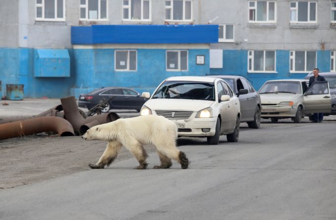 17 de junio: Un oso polar extraviado es visto en la ciudad industrial de Norilsk, Rusia, a cientos de kilómetros de su hábitat habitual. La última vez que un oso polar apareció cerca de Norilsk fue hace más de 40 años, le dijo Anatoly Nikolaichuk, jefe del Departamento de Taimyr de la Agencia Estatal de Control Forestal, a la agencia de noticias estatal rusa TASS.