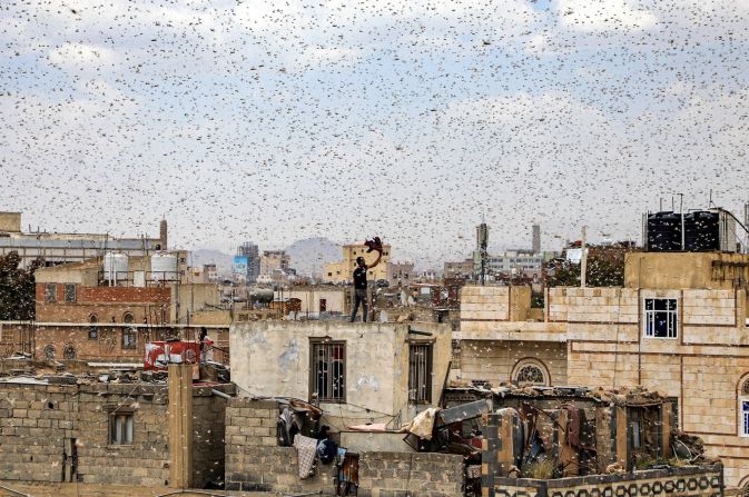 28 de julio: Un hombre intenta atrapar una plaga de langostas mientras está parado en una azotea en Sanaa, Yemen. Mohammed Huwais / AFP / Getty Images