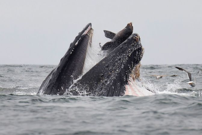 22 de julio: Esta foto muestra a un lobo marino que quedó atrapado en la boca de una ballena jorobada en Monterey Bay, California. El lobo marino luego nadó hacia aguas abiertas, dijo el fotógrafo Chase Dekker. Las ballenas jorobadas son animales que se alimentan por filtración y no tienen interés en comer leones marinos. Chase Dekker / AFP / Getty Images