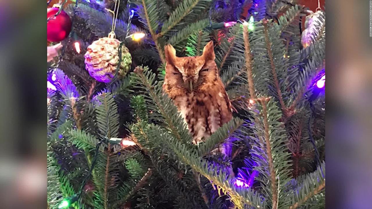 CNNE 748159 - hallan un buho en el arbol de navidad de una familia en atlanta