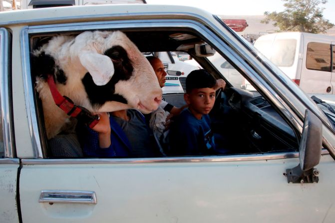 9 de agosto: Una cabra viaja junto a un niño camino a un mercado de ganado en Hebrón, en la Ribera Occidental. Hazem Bader / AFP / Getty Images