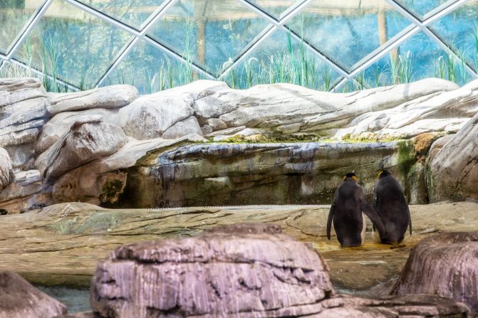 13 de agosto: Un par de pingüinos machos toman el sol mientras el de la derecha incuba un huevo en el zoológico de Berlín. Los cuidadores del zoológico entregaron un huevo a la pareja del mismo sexo, y los dos siguieron su instinto y lo adoptaron como propio. Omer Messinger / EPA-EFE / Shutterstock