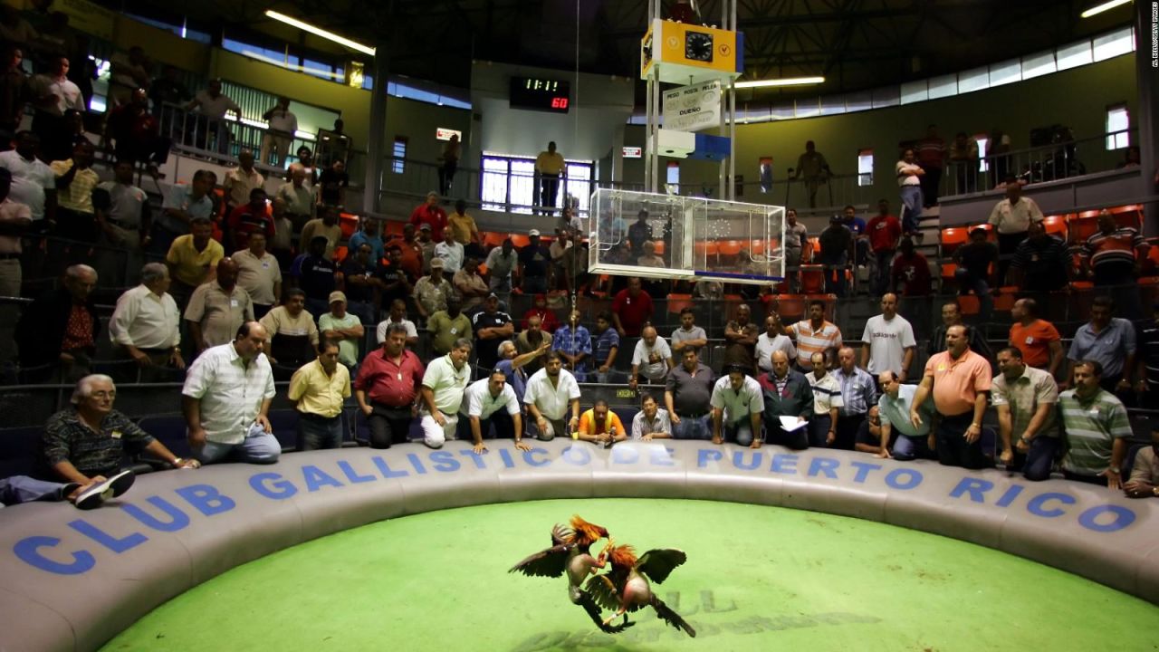 CNNE 748489 - puerto rico intenta continuar con las peleas de gallos