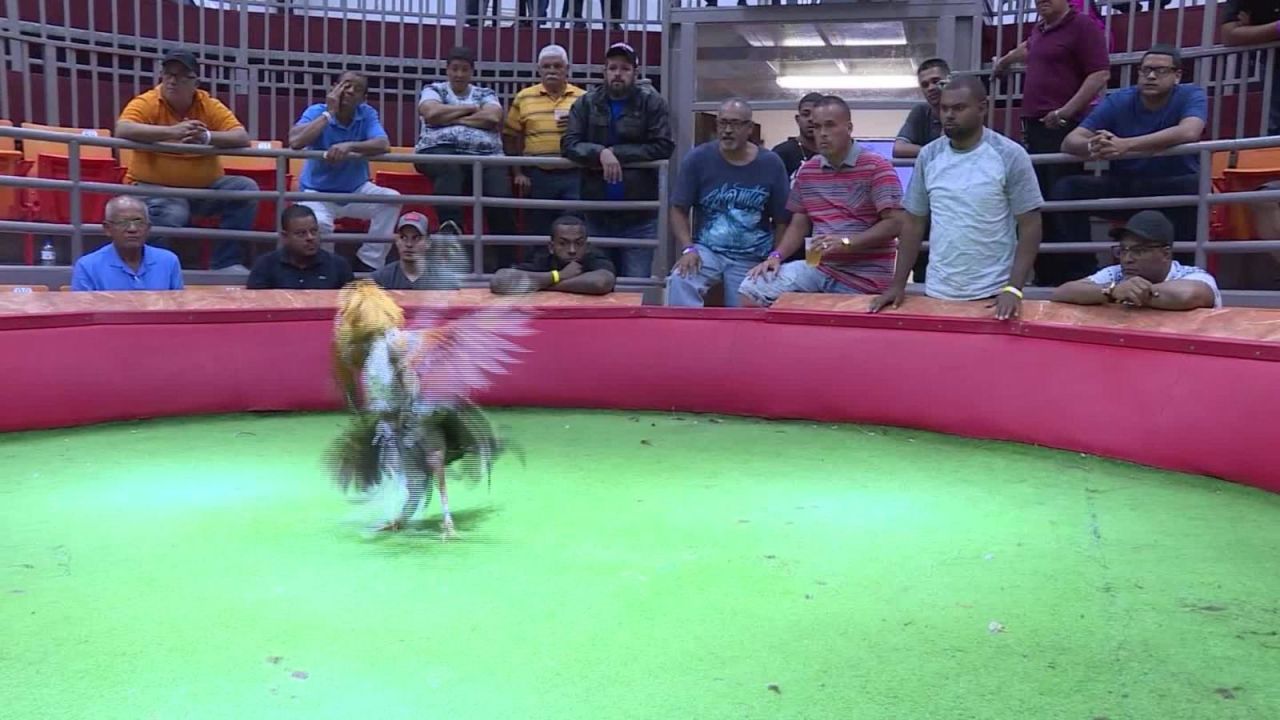 CNNE 748823 - gobernadora de puerto rico busca mantener las peleas de gallos