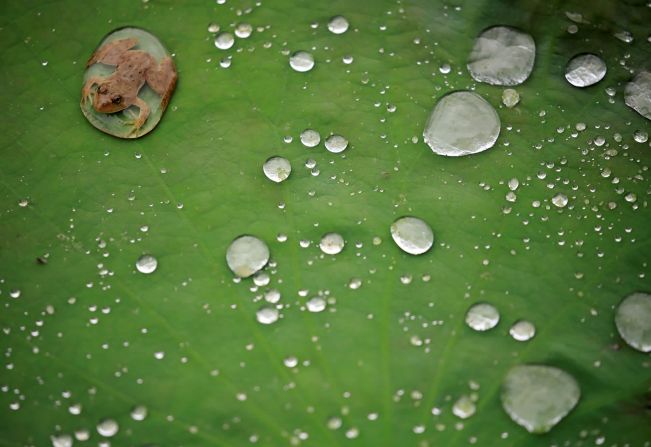 26 de septiembre: una rana se sienta en una hoja de loto flotante después de que llovió en Lalitpur, Nepal.