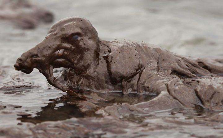 Un pájaro cubierto de petróleo lucha por moverse en la isla East Grand Terre de Luisiana en junio de 2010. Dos meses antes, ocurrió una explosión a bordo del Deepwater Horizon, una plataforma petrolera contratada por BP estacionada en el Golfo de México. Durante 87 días seguidos, el petróleo y el gas metano salieron de una cabeza de pozo sin tapar 1,6 kilómetros debajo de la superficie del océano. El presidente Barack Obama describió el derrame de petróleo como "el peor desastre ambiental que Estados Unidos haya enfrentado".