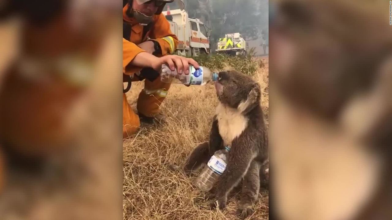 CNNE 749766 - bomberos dan agua a koala afectado por incendios