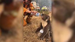 CNNE 749766 - bomberos dan agua a koala afectado por incendios