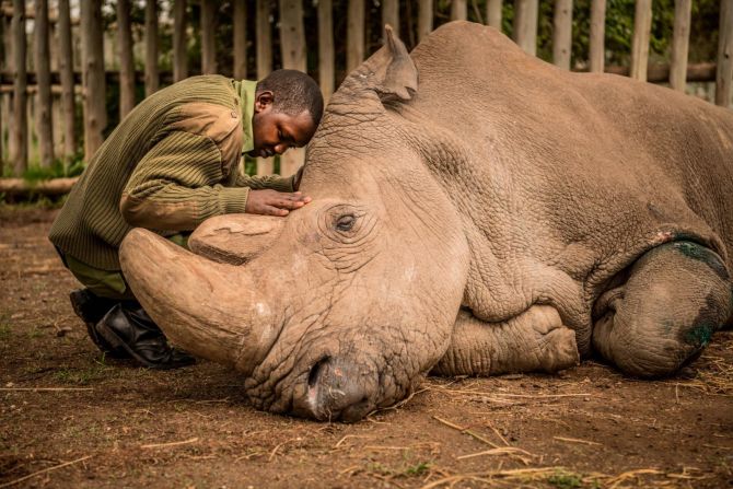 Joseph Wachira consuela a Sudán, un rinoceronte blanco del norte, momentos antes de que el animal muriera en Ol Pejeta Conservancy en Kenya en marzo de 2018. Sudán tenía 45 años y estaba en mal estado de salud.