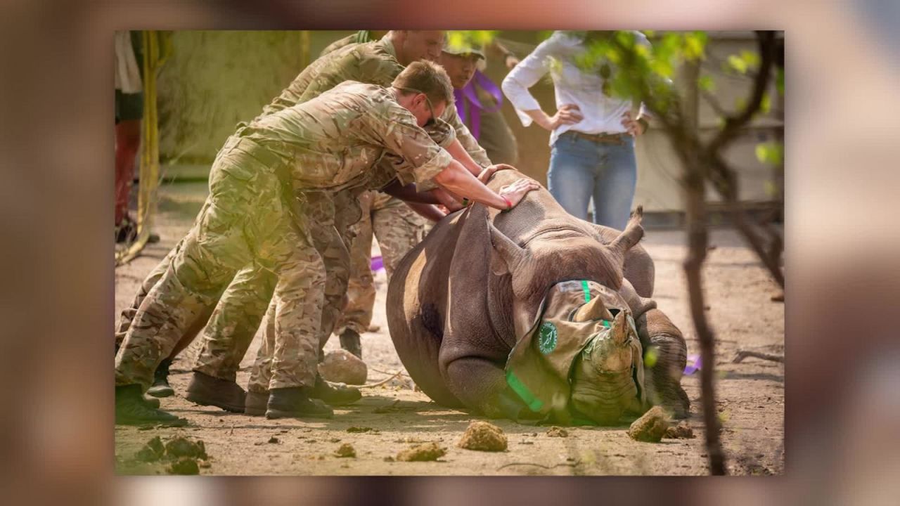 CNNE 750564 - militares britanicos ayudan a transportar a animales en peligro de extincion