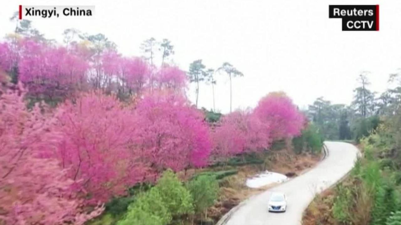 CNNE 751094 - cerezos en flor visten a la ciudad china de xingyi