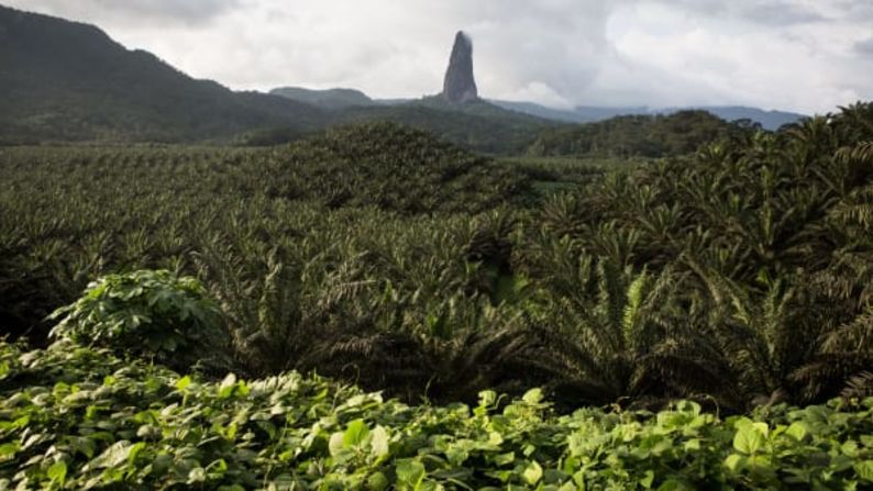 Santo Tomé y Príncipe: A veces conocida como "las Galápagos africanas", la pequeña nación de dos islas de Santo Tomé y Príncipe es el hogar de ricas junglas y picos volcánicos repletos de plantas endémicas, que incluyen cientos de especies de orquídeas y begonias. Ruth McDowall / AFP / Getty Images