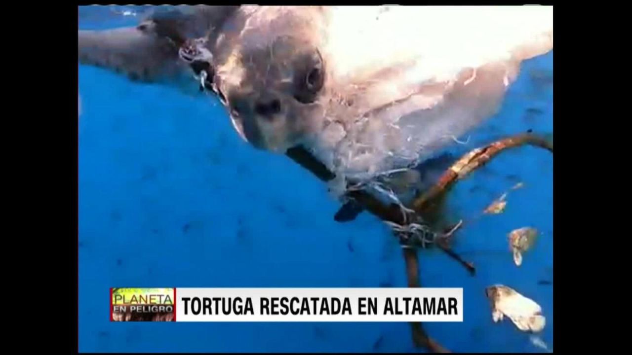 CNNE 752963 - rescatan a tortuga de la muerte