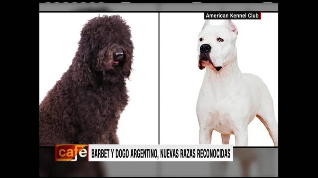 CNNE 753522 - el dogo argentino y el barbet, reconocidos como razas puras