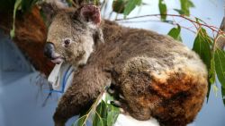 CNNE 755553 - australia- 500 millones de animales afectados