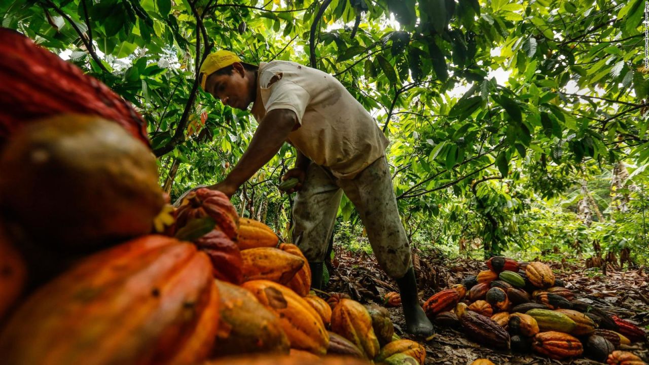 CNNE 756551 - la opep del cacao ¿subira el precio de chocolate?