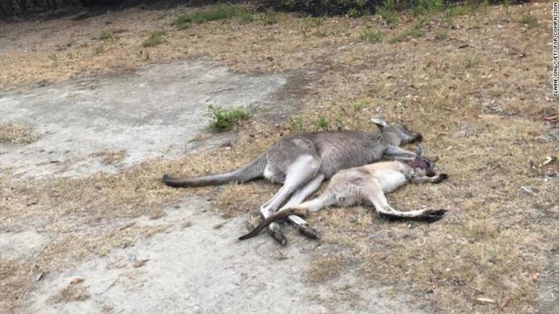 El campo de golf de Mallacoota fue un santuario para los animales que huían de los incendios forestales de Australia, pero se ha convertido en un campo de exterminio.