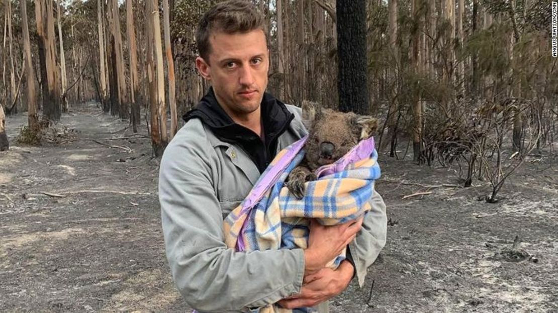 Jack Bruce sostiene a Wilbur, un koala rescatado de los incendios, a quien él y su compañero Alyex Burges están ayudando a volver a casa.