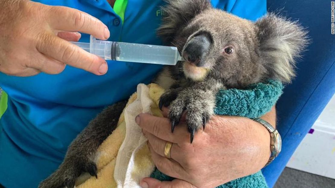 Cutie Pie, una koala huérfana, está siendo atendida por Sue Johns, residente de Mallcoota. Su madre murió en los incendios.