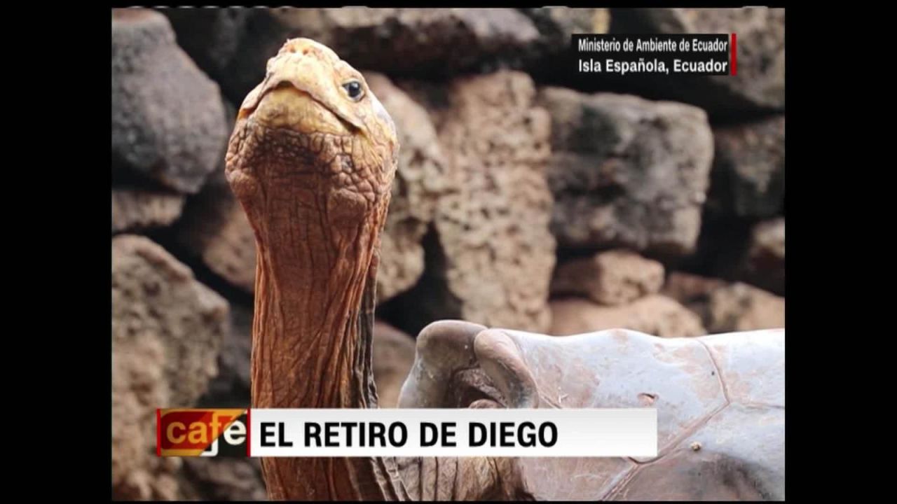 CNNE 757939 - la tortuga playboy de las galapagos se retira