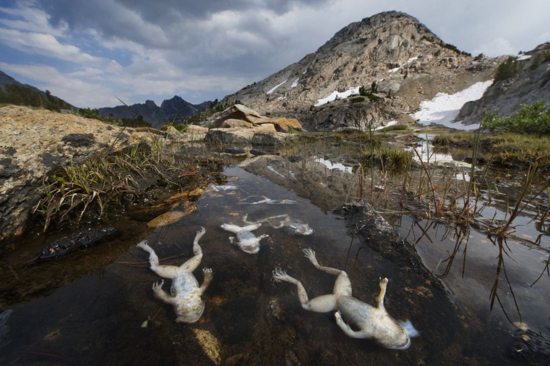 CNNE 758490 - 161130111945-vanishing-frogs-amphibian