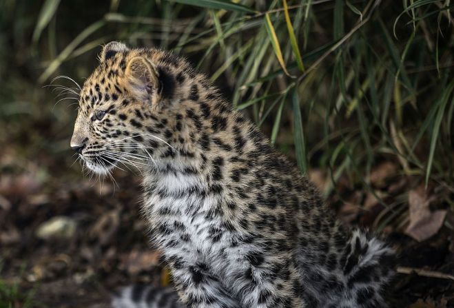 Al menos 16 especies están clasificadas como en "peligro crítico" por el Fondo Mundial para la Naturaleza (WWF), lo que significa que la especie está enfrentando un riesgo extremadamente alto de extinción en estado salvaje. Uno de ellos es el leopardo del amur, una rara especie de leopardo que vive en las fronteras de Rusia y China. Pueden correr hasta 60 km/h y puede llegar a medir hasta 5 metros de largo y 3 de alto. Según el WWF, esta especie ha estado en cautiverio por más de 20 años y solo sobreviven 84 individuos.