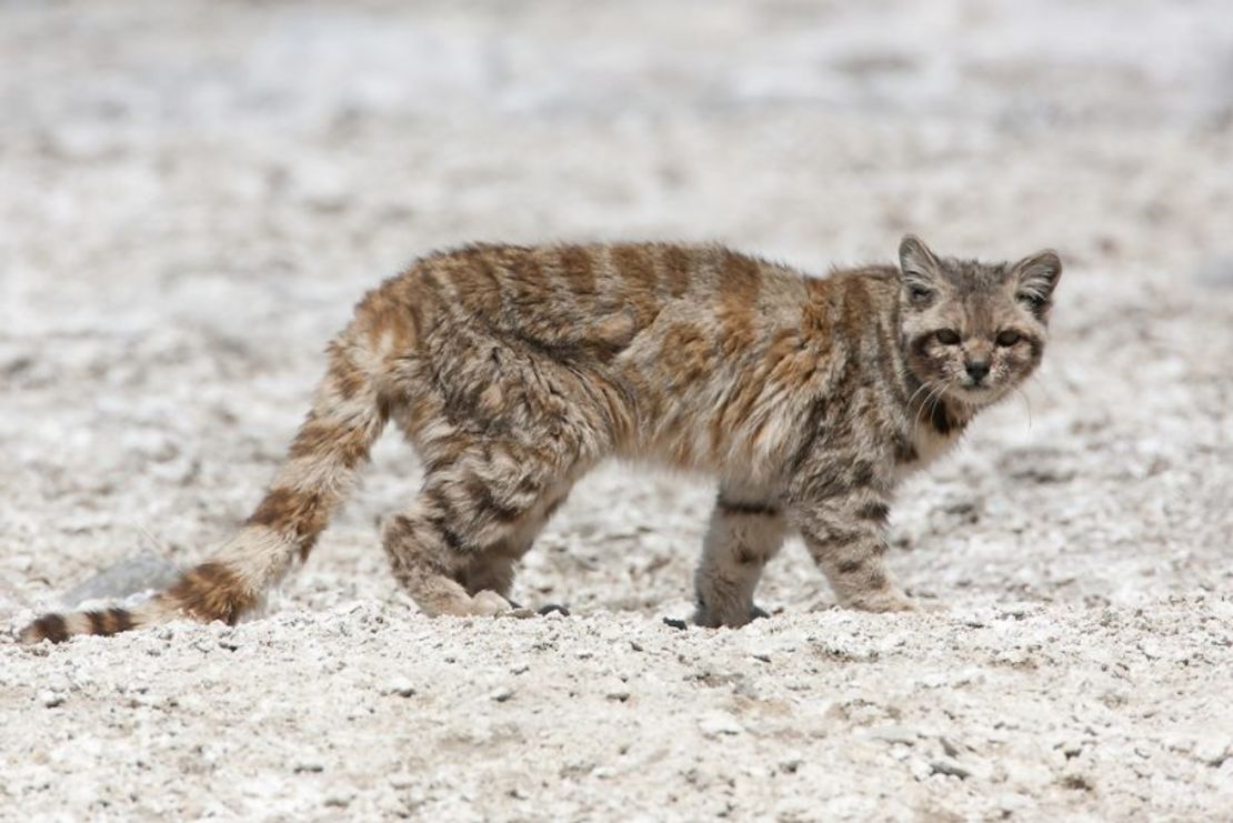 El gato andino.