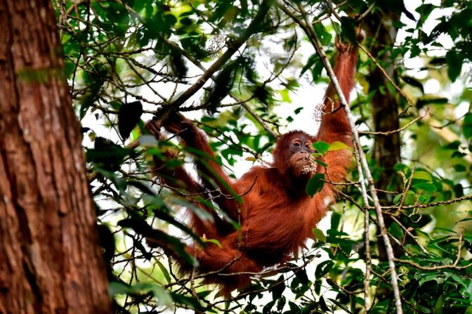 Orangutanes — Al menos tres subespecies de orangutanes están en la lista de peligro crítico de WWF: el orangután de borneo, el orangután y el orangután de Sumatra. Estos últimos, en la foto, han perdido sus hábitats naturales debido a la minería, la extracción de aceite de palma y la deforestación. Su población actual se estima en poco más de 14.000 ejemplares. Algunos de estos han sido rescatados del comercio ilegal o de su uso como mascotas y reintegrados al Parque Nacional Bukit Tigapuluh, para su conservación.