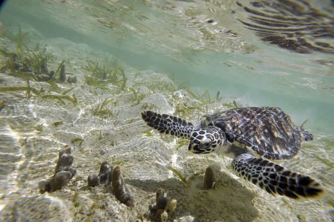 Tortuga carey — Su nombre científico es Eretmochelys imbricata y hacen parte del grupo de reptiles que han existido y vivido en los mares por al menos 100 millones de años, según el WWF. Estas tortugas son un vínculo fundamental entre los ecosistemas marinos y ayudan a mantener los arrecifes de coral y las camas de algas marinas, agrega el WWF.