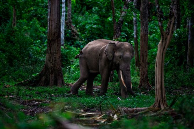 Elefantes de Sumatra — Estos animales, que pueden llegar a pesar hasta 5 toneladas, están en conflicto con los humanos debido a la rápida expansión de las plantaciones de aceite de palma que destruyen su hábitat forestal, que comparten con otras especies en peligro de extinción como el rinoceronte, el tigre y el orangután de Sumatra, según WWF. Se estima que solo quedan entre 2.400 y 2.800 de estos individuos.