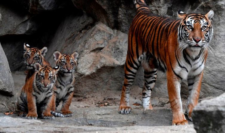 Tigre de Sunda — Los últimos tigres de la isla de Sunda sobreviven en algunos buques de Sumatra. Debido a la deforestación acelerada y la caza furtiva, el WWF advierte que esta subespecie de tigre, del que solo quedan unos 400 individuos, podría terminar extinta como los tigres de Java y de Balí. A pesar de que Indonesia ha reforzado las medidas de protección contra la cacería, el mercado ilegal de partes y producto de tigre aún amenaza esta especie, de acuerdo con el WWF.