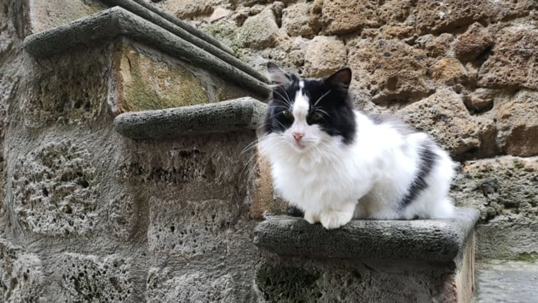 Hay más gatos que humanos en Civita