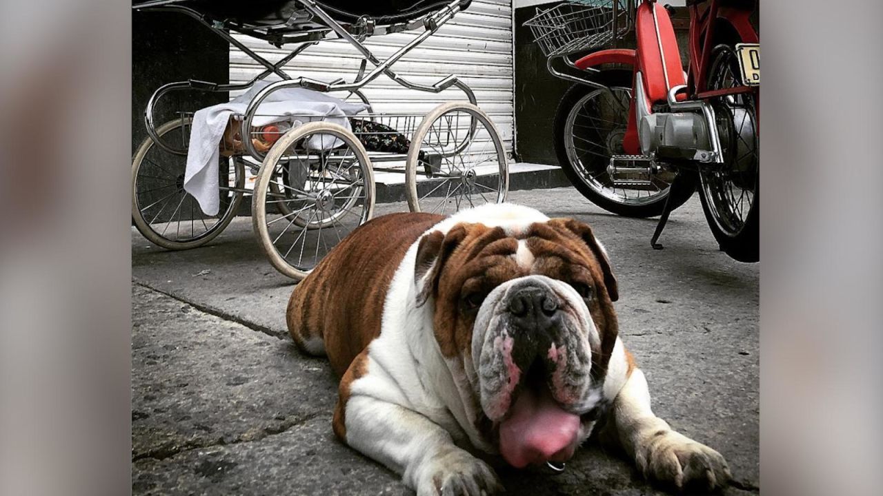 CNNE 760378 - rescatan a bulldog que fue robado en mexico