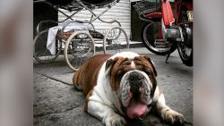 CNNE 760378 - rescatan a bulldog que fue robado en mexico