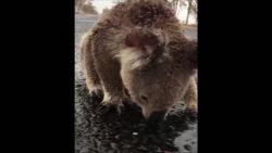 CNNE 761612 - koala toma agua de lluvia tras incendios de australia