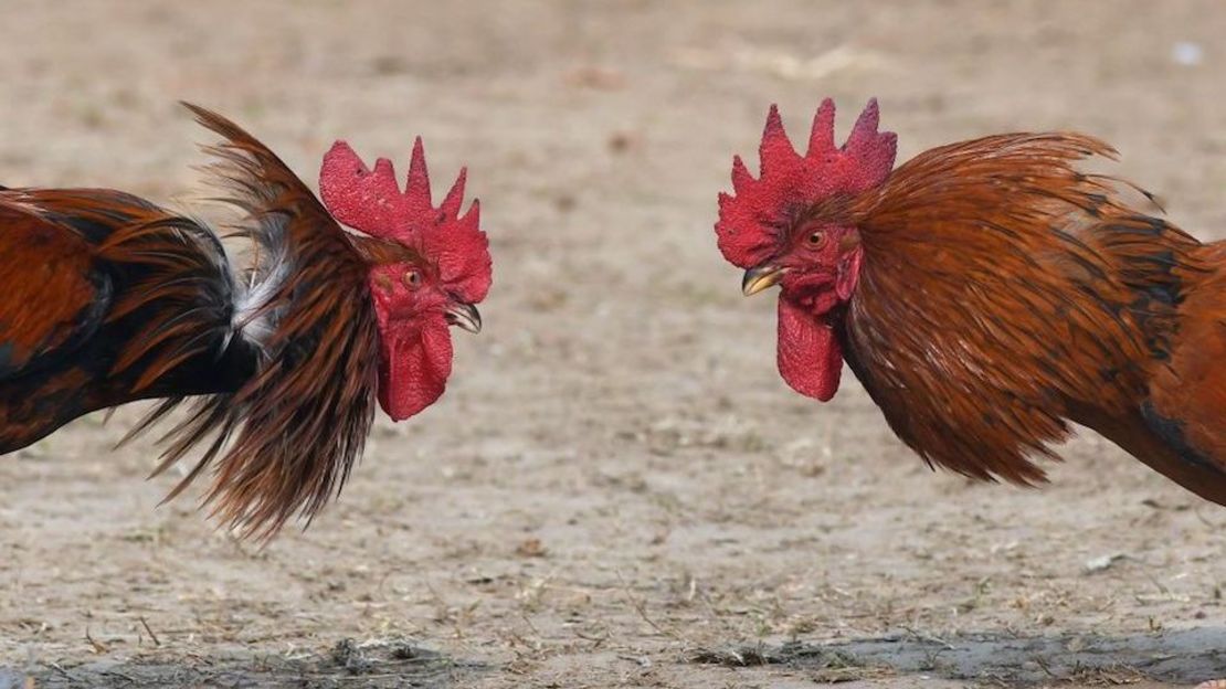 Pelea de gallos en la India, imagen de archivo.