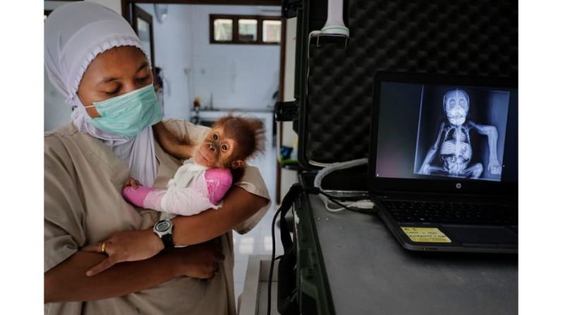 Ganador, categoría Planeta en peligro: Alain Schroeder, un reportero gráfico belga, fue el ganador de esta categoría. Su portafolio incluía varias imágenes de orangutanes que estaban siendo tratados en el centro de cuarentena SOCP del norte de Sumatra, Indonesia.