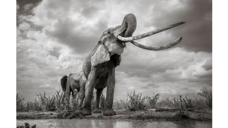 Reconocimiento, categoría Planeta en peligro: el fotógrafo británico Will Burrard-Lucas logró impresionantes imágenes de elefantes en el Parque Nacional Tsavo East, en Kenia, por las que fue elogiado.