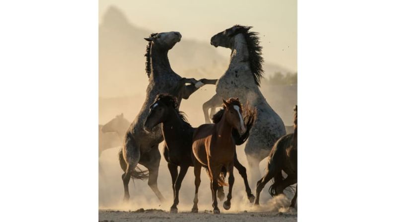 Ganador, categoría Emociones y aventuras: Brian Clopp tomó estas imágenes mientras vivía entre los caballos salvajes de Onaqui, bajo las duras condiciones del desierto en Utah.